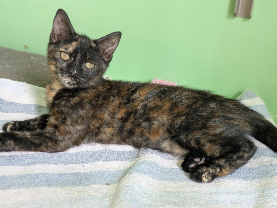 Adopter Bichette