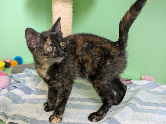 Adopter Bichette