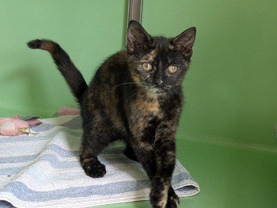 Adoption Bichette
