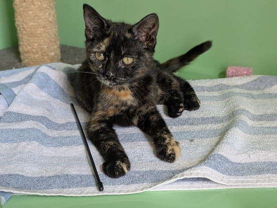 Adoption Bichette
