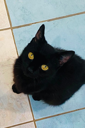 Adopter Billie