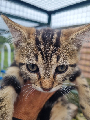Adopter Bingo