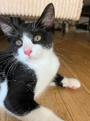 Adopter Bliss