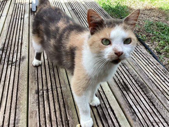 Adopter Blue