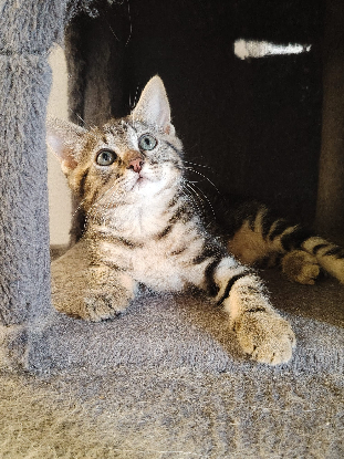 Adopter Blue