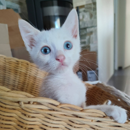 Adopter Bluey