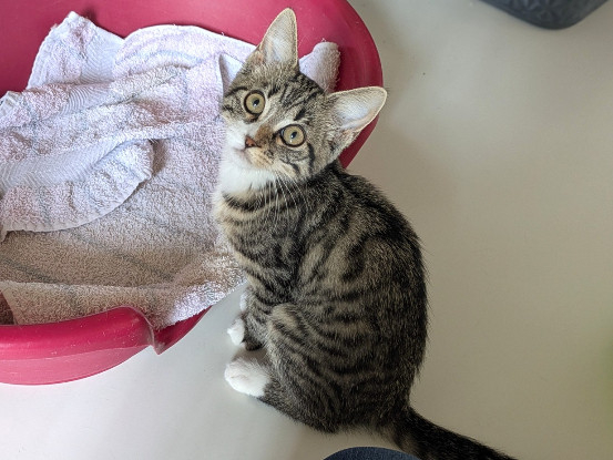 Adopter Bonnie