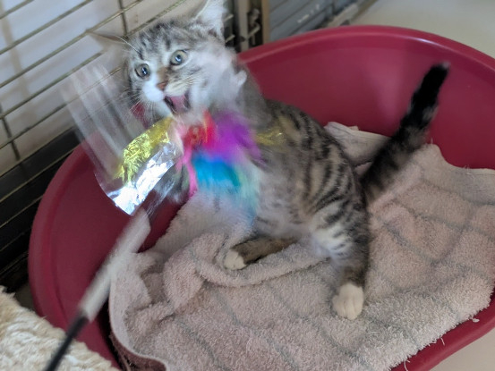 Adoption Bonnie