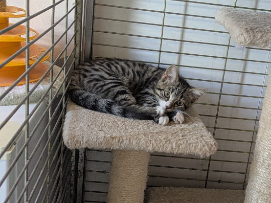 Adoption Bonnie