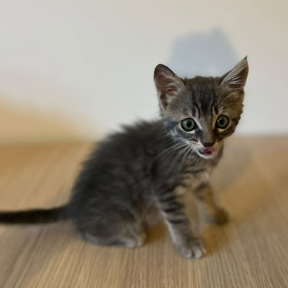 Adopter Borsalino