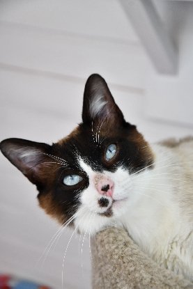 Adopter Bowie