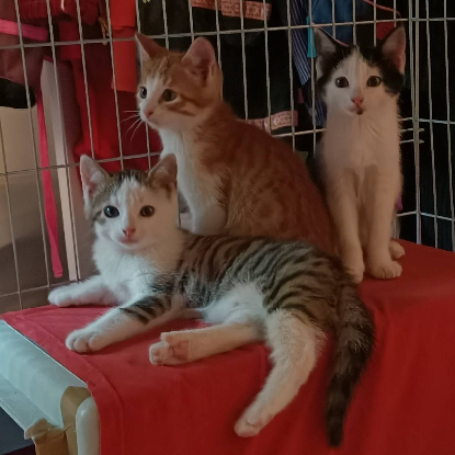 Adopter Brigand