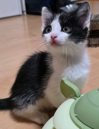 Adopter Brise