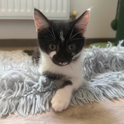 Adopter Brume