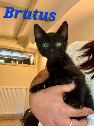 Adopter Brutus