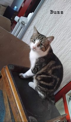 Adopter Buzz