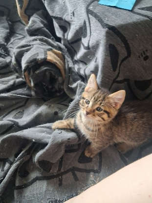 Adopter Buzz