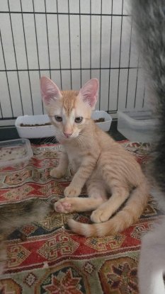 Adopter Cajoline
