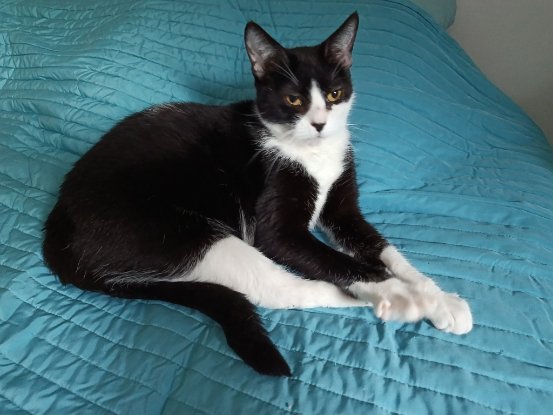Adopter Cali