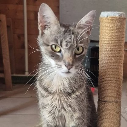 Adopter Câline
