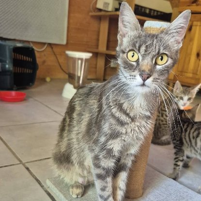 Adopter Câline