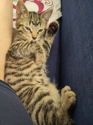 Adopter Castor