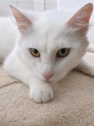 Adopter César