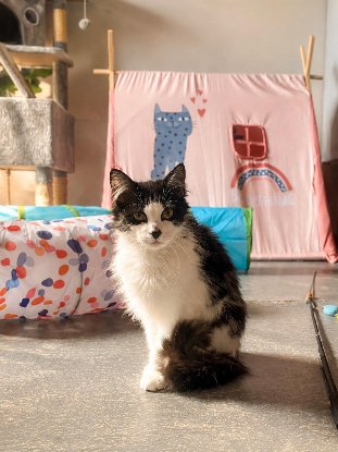 Adopter Chocapic