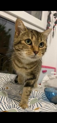 Adopter Citronelle