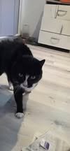 Adopter Cleo