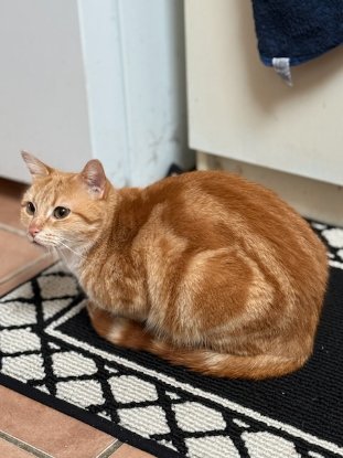 Adopter Cookie