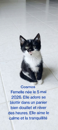 Adopter Cosmos
