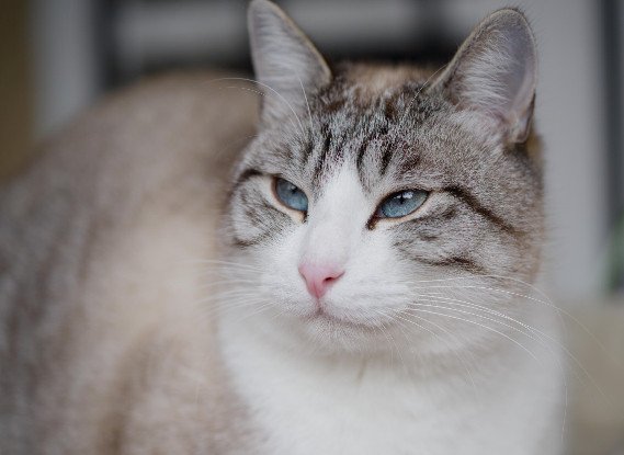 Adopter Crevette
