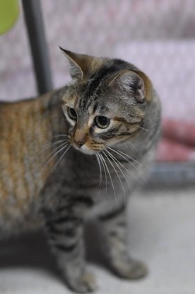 Adopter Daga