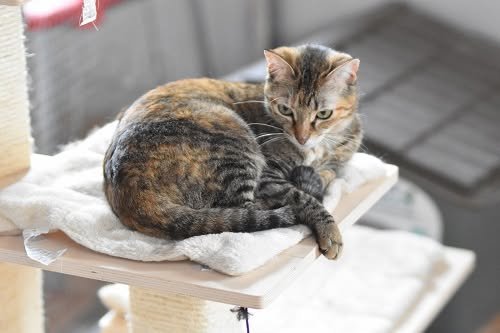 Adoption Daga