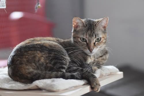 Adoption Daga