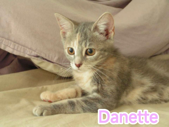 Adopter Danette