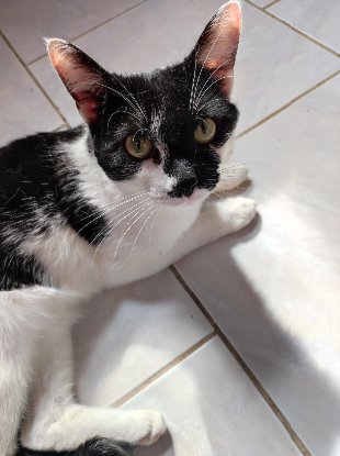 Adopter Delta