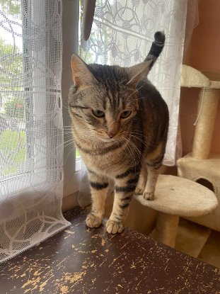 Adopter Dhairya