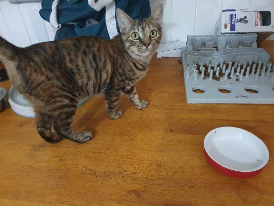 Adopter Dolly