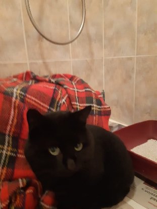 Adopter Ebène