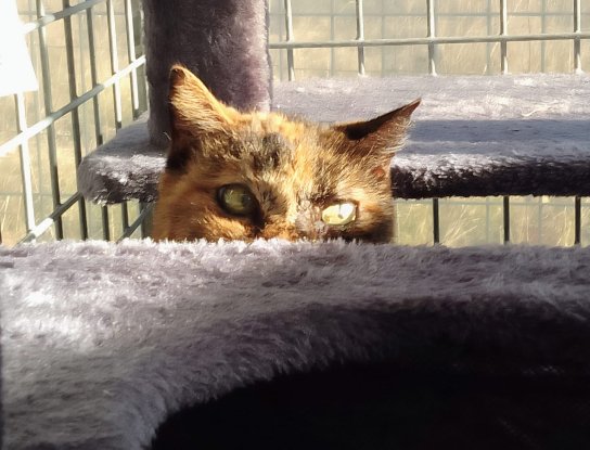 Adopter Eclipse