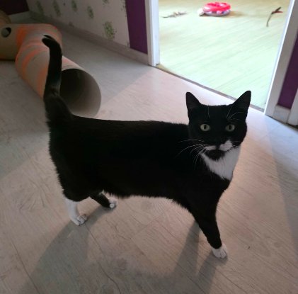 Adopter Elena