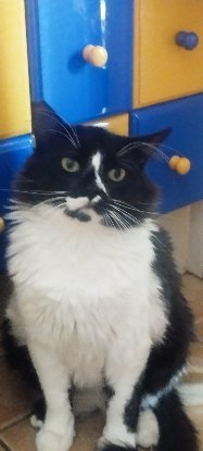Adopter Eros