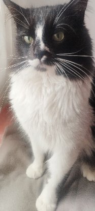 Adopter Eros