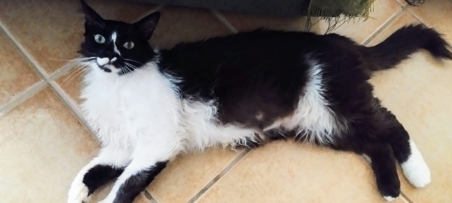 Adopter Eros