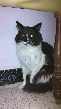 Adoption Eros