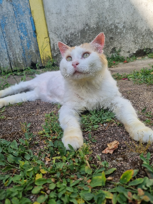 Adopter Eustache