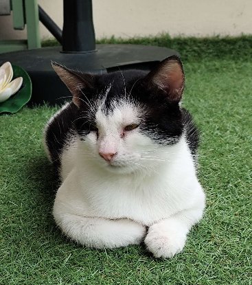 Adopter Evie