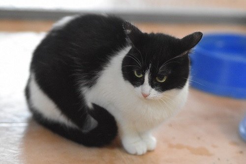 Adopter Fabi